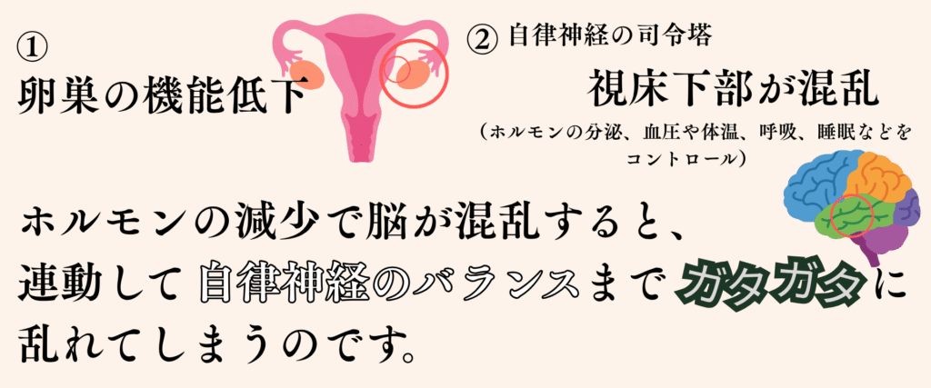 卵巣の機能が低下し、女性ホルモン(エストロゲン)の分泌が急激に減少すると、脳の視床下部という部分がパニックを起こします。
この視床下部は、ホルモンの分泌をコントロールするだけでなく、血圧や体温、呼吸、睡眠などを24時間コントロールしている「自律神経の司令塔」でもあります。
そのため、ホルモンの減少に脳が混乱すると、連動して自律神経のバランスまでガタガタに乱れてしまうのです。